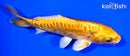 5.25" DOITSU ORENJI OGON