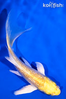 4.5" GINRIN YAMABUKI OGON BUTTERFLY