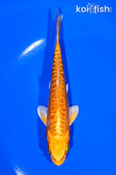 5.25" DOITSU ORENJI OGON
