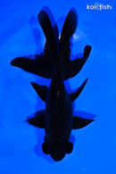 6" TELESCOPE FANTAIL GOLDFISH