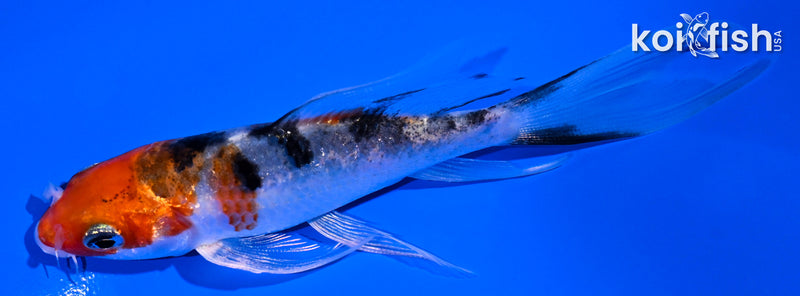 4.25" YAMATO NISHIKI BUTTERFLY