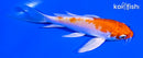 5" HARIWAKE BUTTERFLY