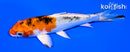 5" YAMATO NISHIKI
