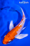 5" HARIWAKE BUTTERFLY