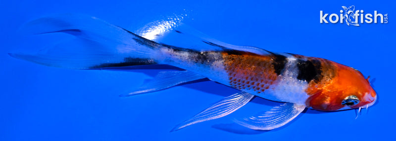 4.25" YAMATO NISHIKI BUTTERFLY