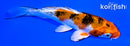 5" YAMATO NISHIKI