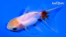 5" ORANDA GOLDFISH