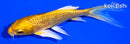 5.5" GINRIN YAMABUKI OGON BUTTERFLY