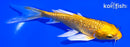 5.5" GINRIN YAMABUKI OGON BUTTERFLY