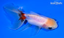 5" ORANDA GOLDFISH