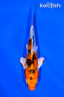 5" YAMATO NISHIKI