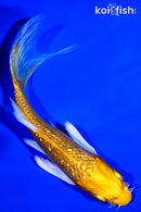 5.5" GINRIN YAMABUKI OGON BUTTERFLY