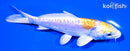 5.75" DOITSU HARIWAKE