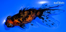 5" CALICO TELESCOPE FANTAIL GOLDFISH