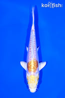 5.75" DOITSU HARIWAKE