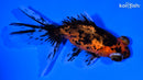 5" CALICO TELESCOPE FANTAIL GOLDFISH