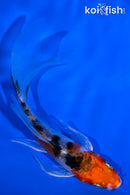 4.25" YAMATO NISHIKI BUTTERFLY