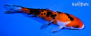 5.25" AKA SANKE