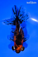 5" CALICO TELESCOPE FANTAIL GOLDFISH
