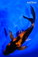 8.5" KIN HI UTSURI BUTTERFLY