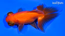 4.5" TELESCOPE FANTAIL GOLDFISH