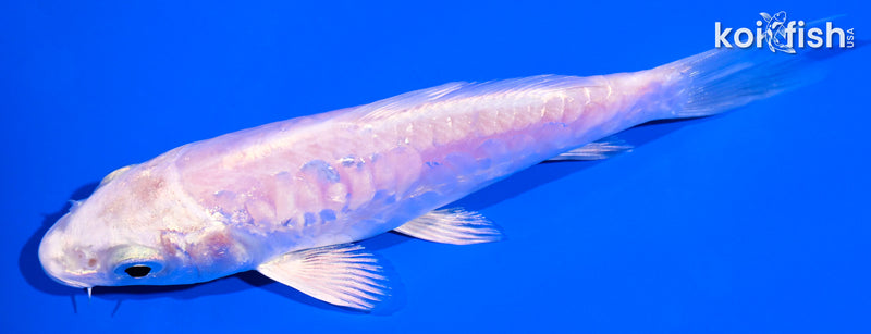 4.75" ARAGOKE PLATINUM OGON