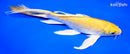 8" YAMABUKI OGON BUTTERFLY