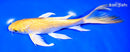 8" YAMABUKI OGON BUTTERFLY