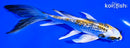 5.75" GINRIN KUJAKU BUTTERFLY