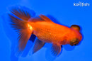 4.5" TELESCOPE FANTAIL GOLDFISH