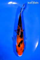 5.25" AKA SANKE