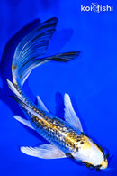 5.75" GINRIN KUJAKU BUTTERFLY