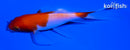 5" KOHAKU BUTTERFLY
