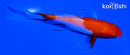 5" KOHAKU BUTTERFLY