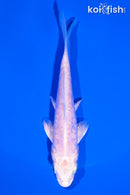 4.75" ARAGOKE PLATINUM OGON