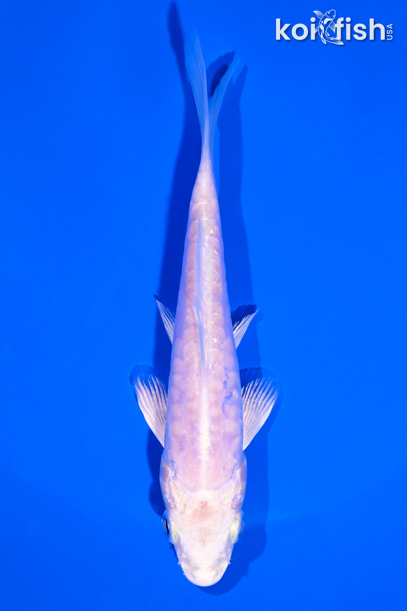 4.75" ARAGOKE PLATINUM OGON