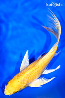 8" YAMABUKI OGON BUTTERFLY