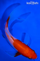 5" KOHAKU BUTTERFLY