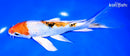8" YAMATO NISHIKI BUTTERFLY