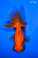4.5" TELESCOPE FANTAIL GOLDFISH