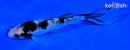 5" SHIRO BEKKO BUTTERFLY