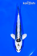 5.5" KIKOKURYU
