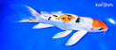 8" YAMATO NISHIKI BUTTERFLY