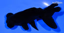 4.75" TELESCOPE FANTAIL GOLDFISH