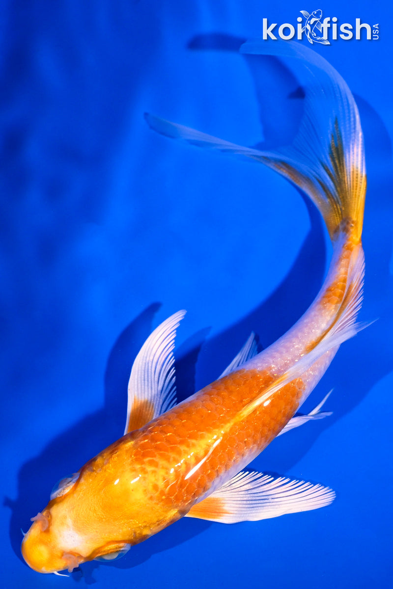 5.5" HARIWAKE BUTTERFLY