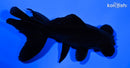 4.75" TELESCOPE FANTAIL GOLDFISH