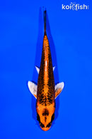 5.5" KUJAKU