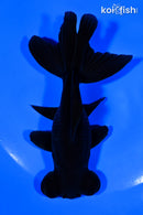 4.75" TELESCOPE FANTAIL GOLDFISH