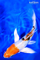 8" YAMATO NISHIKI BUTTERFLY