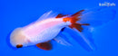 5.25" ORANDA GOLDFISH